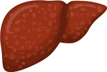 Cholestasis–chronic inflammation leads to impaired synthesis and transport of bile acids