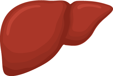 Inflammation—caused by damage to the small bile ducts